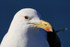 Kelp Gull (adult) close-up portrait, Mossel Bay, South Africa