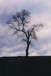 TheTree2007Layer160016