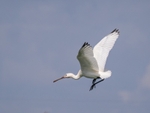 Spoonbill