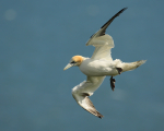 Gannet