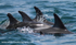 NZ014: Dusky Dolphins
