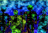 The Visitors