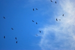 Griffon Vultures