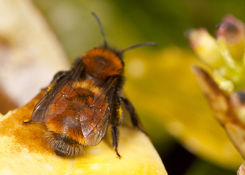 [i]Andrena fulva[/i] female. Warwickshire, 2102.