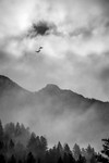 Ravens