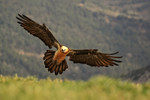 Lammergeier just about to land, Catalonia, Spain