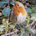 Wild Robin