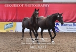 JAC_6277