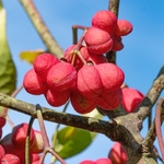 Spindle tree (Euonymus europaeus)