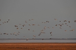Barnacle Geese