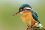 Kingfisher (female) perched, Scotland