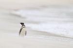 Magellanic Penguin sand & surf background, Carcass Island, Falklands