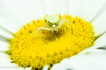 Crab spider