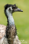 _MG_1366a