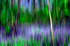 Tree - 8828 motion blur