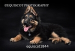 equiscot1844