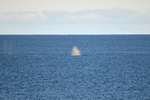 Humpback Whale