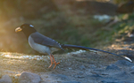 Yellow-billed Blue Magpie