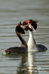 Great Crested Grebe 210312  4