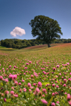 z1654 Cloverfields, Godshill