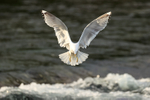 Short-billed Gull landing, Brooks Falls, Katmai NP, Alaska
