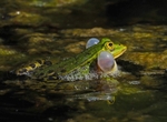 Edible Frog