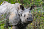Rhino