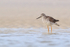 Greater Yellowlegs showing tail, Fort De Soto, Florida