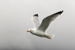 Gull in Flight