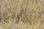Western Meadowlark head above grass, New Mexico, USA