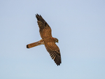 Kestrel