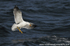 SBG003: Black-backed gull