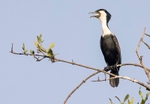 Great Cormorant.