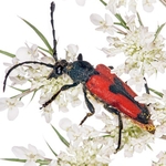 Longicorn Beetles (Stenurella bifasciata)