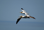 Gannets