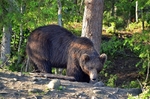 Brown Bear