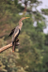 Anhinga perched uprigh...