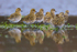 Golden Plover reflection