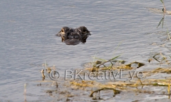 AnimalsCreatures 117