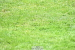 260703A-151543-09517