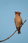 Waxwing