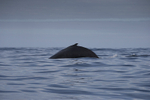 Humpback Whale, Pico, Azores