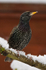 Starling