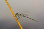 Emerald Damselfly