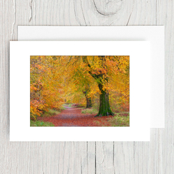 Autumn Beech Track
