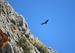 Griffon Vulture