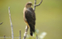 Pelgrin falcon.