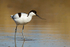 Avocet