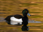 Tufted Duck