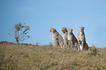 Cheetah with three older cubs